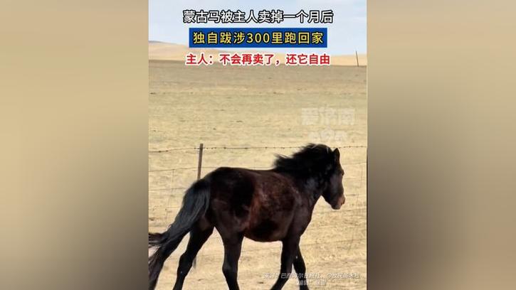 第一章,离别的序曲蒙古马被卖后独自跋涉300里跑回家