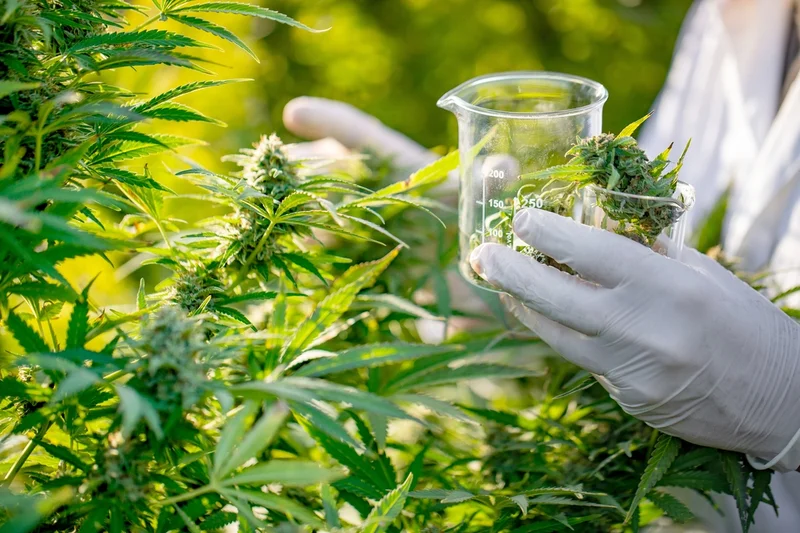 Tilray's Stock Is Suddenly Soaring: Here's the Official Story (And Why I'm Not Buying It)